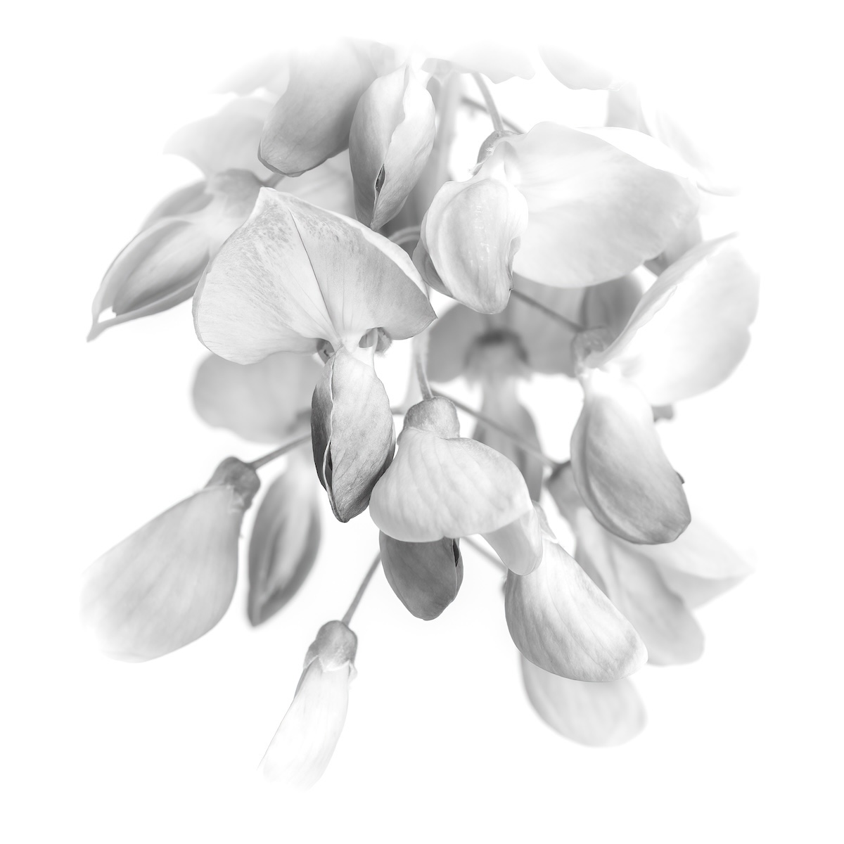 Fading Beauty - Pat Ainger